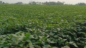 খরাপ্রবণ জমিতে সয়াবিন  চাষের নতুন সম্ভাবনা