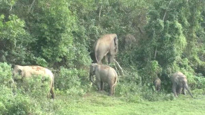 শেরপুরে বন্যহাতির আক্রমণে বৃদ্ধের মৃত্যু