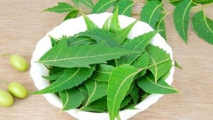 ত্বকের যত্নে নিমের ৭ উপকারিতা