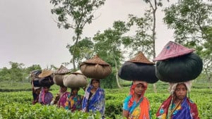চা-শ্রমিকদের বঞ্চনা