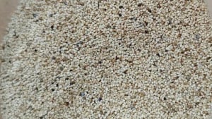 চার কৌশলে নিষিদ্ধ পপি চোরাচালান