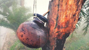 ৩৫ জেলায় নিপাহ ভাইরাস খেজুরের রস নিয়ে সতর্কতা