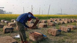 শীতে বাক্স থেকে বের হচ্ছে না মৌমাছি, লোকসানের শঙ্কা