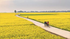 সরিষা, মধুর ১১০০ কোটি টাকার ব্যবসা