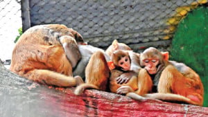 পৌষের হাড় কাঁপানো ঠান্ডায় জবুথবু খাঁচাবন্দি পশু-প্রাণী