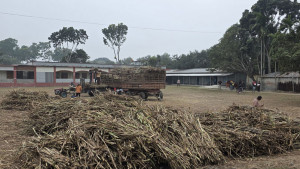 স্কুল মাঠ ভাড়া দিয়ে আখ ক্রয়কেন্দ্র