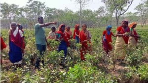 শৈত্যপ্রবাহ ও ঠান্ডায়  দুর্ভোগে চা শ্রমিকরা