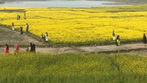 দর্শনার্থী ঠেকাতে সরিষা ক্ষেতে  পাহারা কৃষকের