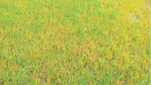 তীব্র শীতে বদলে গেছে বোরো বীজতলার রং