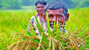 কৃষিঋণ বিতরণ বেড়েছে ২৯%