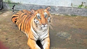 বনের বাঘিনি বনে ফিরছে আজ, চোখ রাখবে ২০ ক্যামেরা