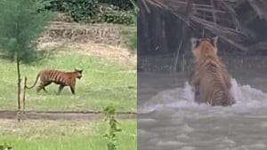 এক সপ্তাহে দুইবার ক্যামেরাবন্দি সুন্দরবনের রাজা, একবার ডাঙায়–আরেকবার জলে