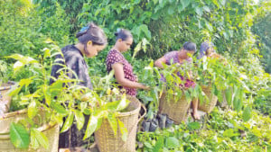 বন্যপ্রাণীর জন্য গাছ লাগান তারা