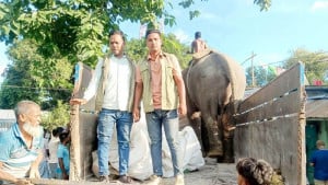 অসুস্থ হাতি চিকিৎসার জন্য সাফারি পার্কে