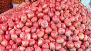 ভুল পরিকল্পনা, পেঁয়াজ চাষির বিপদ