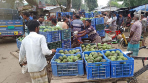 কালীরহাটে দৈনিক কোটি টাকার আম বেচাকেনা