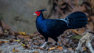 সাতছড়ি জাতীয় উদ্যানে বিরল কালো মথুরা