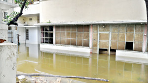 বন্যাদুর্গত এলাকায় সাপ আতঙ্ক