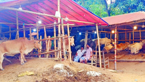 কোরবানির পাঁচ দিনের পশুর হাট দেড় মাস ধরে বহাল