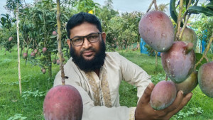 খালেকুজ্জামানের বাগানে জাপানের ‘সূর্যডিম’