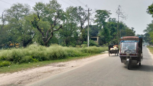 বিষাক্ত পার্থেনিয়াম ছড়িয়ে পড়ছে স্কুল-কলেজ পথঘাটে