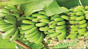 ‘জি-নাইন’ কলায় কৃষকের আগ্রহ বাড়ছে