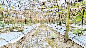 ফসল নষ্টের প্রভাব বাজারে তিন সংকটের আশঙ্কা