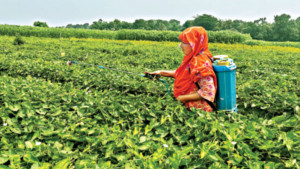 কীটনাশকে নারীর স্বাস্থ্যনাশ