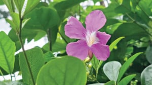 আভালতা ফুলের আভা