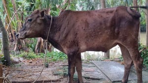শিবালয়ে এক মাসে শতাধিক গরুর মৃত্যু