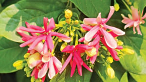 সুরভিত মধুমালতী