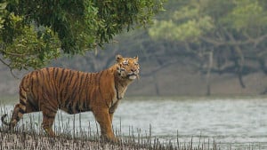 বাঘ সংরক্ষণে ১০ সদস্যের কমিশন