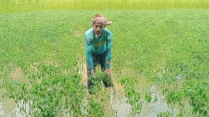 অতিবৃষ্টিতে ডুবেছে ফসলের মাঠ, নষ্ট শতাধিক হেক্টর জমির ফসল
