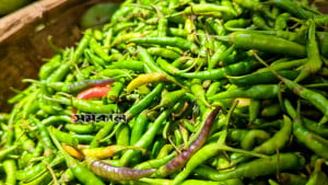 চলনবিলে চার দিনে কাঁচামরিচের দাম তিনগুণ, বাড়ছে অন্যান্য সবজির দামও