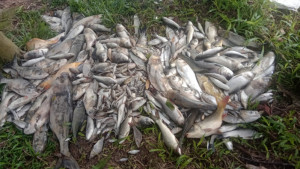 বিরোধের জেরে বিষ প্রয়োগে ১০ লাখ টাকার মাছ নিধন