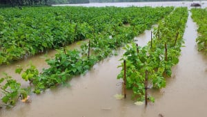 হঠাৎ বন‍্যায় চট্টগ্রামে মৎস্য-কৃষিখাতে শতকোটি টাকা ক্ষতির আশঙ্কা 