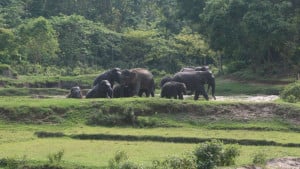 গারো পাহাড়ে হাতি-মানুষ রক্ষায় বসছে এআই প্রযুক্তি