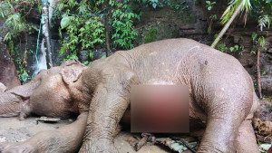 ভারী বর্ষণে পাহাড়ের ঢাল বেয়ে পড়ে আহত হাতি