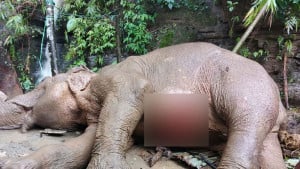 টেকনাফে পাহাড় থেকে পড়ে আহত হাতিটি মারা গেছে