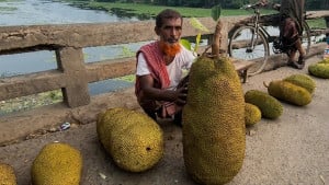 এক কাঁঠালের ওজন ৪১ কেজি 