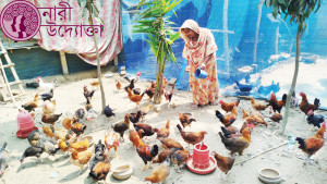 দেশি মুরগি পালনে ভাগ্যবদল