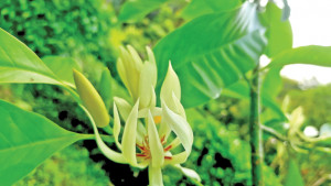 অনিন্দ্য সুগন্ধি শ্বেত চাঁপা