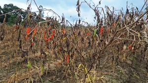 টানা বৃষ্টিতে মরিচের আবাদে বিপর্যয়, দাম বেড়ে কেজিপ্রতি ৩২০ টাকা