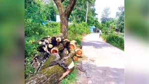গ্রামীণ সড়কের দুই পাশের সরকারি গাছ কেটে লুট