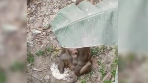 বানরের আক্রমণ থেকে রক্ষা পেতে ডিসির কাছে এলাকাবাসীর আবেদন