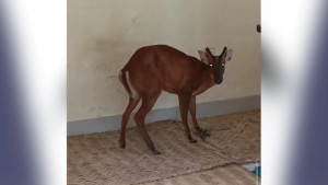 পাচারের আগেই উদ্ধার বিপন্ন প্রায় মায়াহরিণ