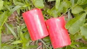 সাতক্ষীরায় বিএনপি অফিসের সামনে থেকে ককটেল উদ্ধার