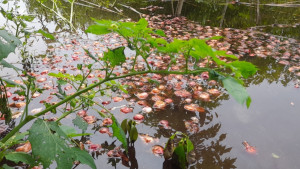 পেঁয়াজের ন্যায্যমূল্য না পেয়ে ক্ষোভে পানিতে ফেলছেন কৃষক