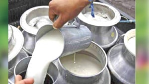 চরাঞ্চলে কমছে মহিষ, দুধ-দই শিল্প হুমকিতে