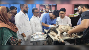 বগুড়ায় কুকুরকে ছুরিকাঘাতের অভিযোগে ব্যবসায়ী গ্রেপ্তার